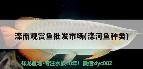 灤南觀賞魚批發(fā)市場(chǎng)(灤河魚種類) 觀賞魚批發(fā)