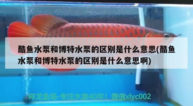 酷魚水泵和博特水泵的區(qū)別是什么意思(酷魚水泵和博特水泵的區(qū)別是什么意思啊) 博特水族