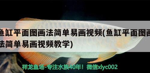 魚缸平面圖畫法簡單易畫視頻(魚缸平面圖畫法簡單易畫視頻教學(xué)) 黃金夢幻雷龍魚