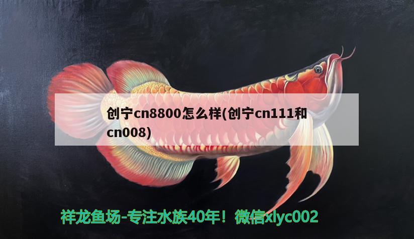 創(chuàng)寧cn8800怎么樣(創(chuàng)寧cn111和cn008) 創(chuàng)寧水族