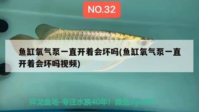 魚缸氧氣泵一直開著會壞嗎(魚缸氧氣泵一直開著會壞嗎視頻)