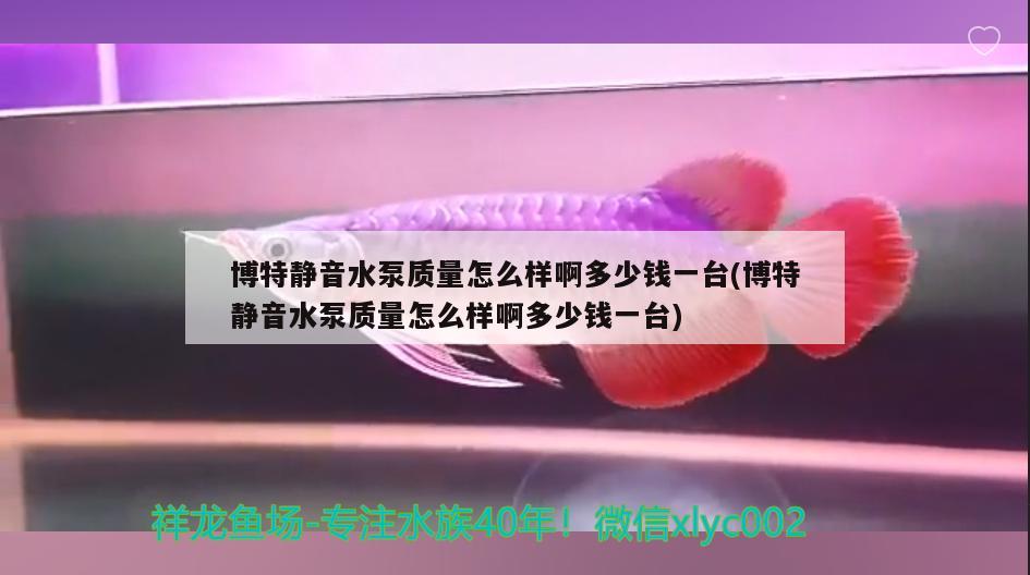 博特靜音水泵質(zhì)量怎么樣啊多少錢一臺(tái)(博特靜音水泵質(zhì)量怎么樣啊多少錢一臺(tái)) 博特水族