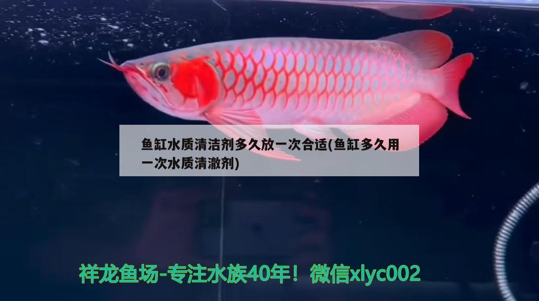 魚缸水質(zhì)清潔劑多久放一次合適(魚缸多久用一次水質(zhì)清澈劑) 翡翠鳳凰魚