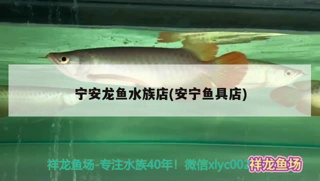 寧安龍魚水族店(安寧魚具店) 暹羅巨鯉