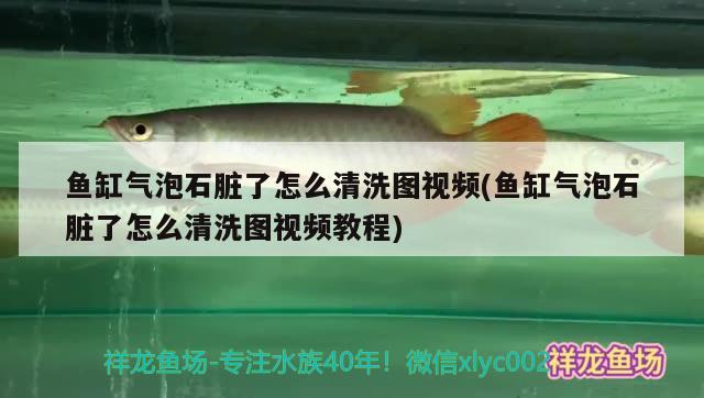 魚缸氣泡石臟了怎么清洗圖視頻(魚缸氣泡石臟了怎么清洗圖視頻教程) 觀賞魚飼料