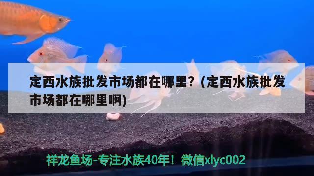 定西水族批發(fā)市場都在哪里？(定西水族批發(fā)市場都在哪里啊) 觀賞魚水族批發(fā)市場