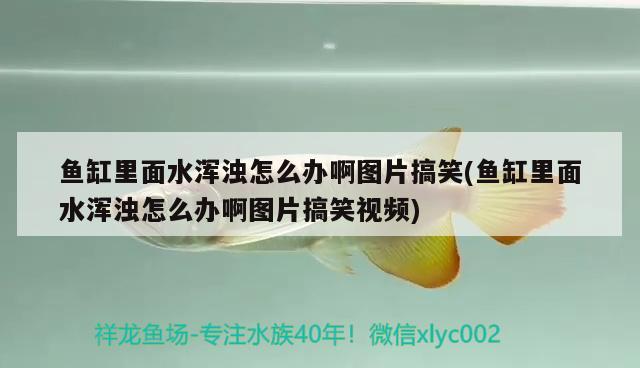 魚缸里面水渾濁怎么辦啊圖片搞笑(魚缸里面水渾濁怎么辦啊圖片搞笑視頻) 斑馬狗頭魚