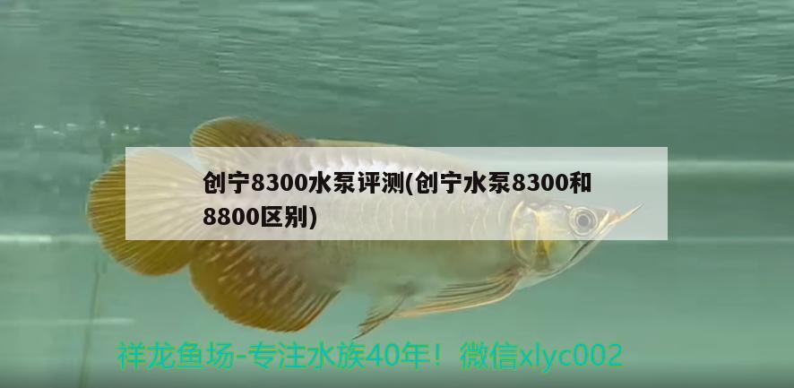 創(chuàng)寧8300水泵評測(創(chuàng)寧水泵8300和8800區(qū)別) 創(chuàng)寧水族