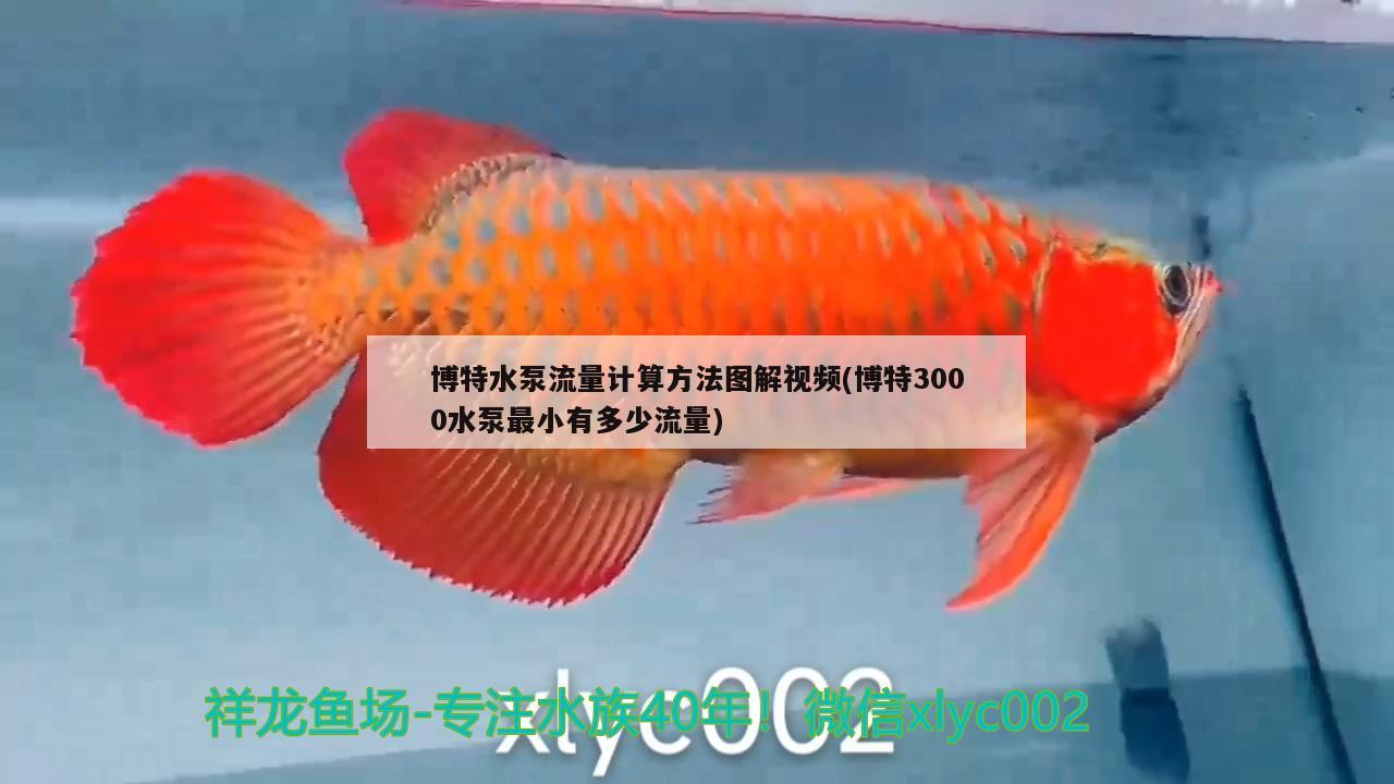 博特水泵流量計算方法圖解視頻(博特3000水泵最小有多少流量) 博特水族