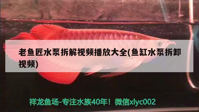 老魚(yú)匠水泵拆解視頻播放大全(魚(yú)缸水泵拆卸視頻) 老魚(yú)匠