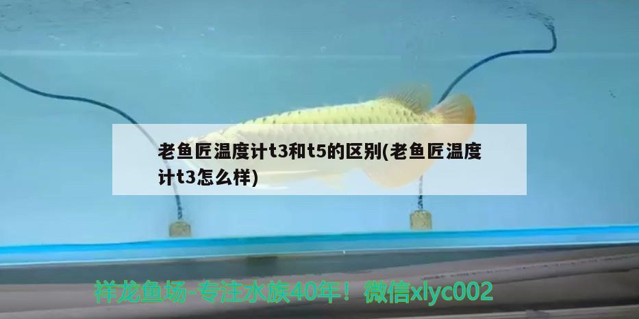 老魚匠溫度計t3和t5的區(qū)別(老魚匠溫度計t3怎么樣) 老魚匠