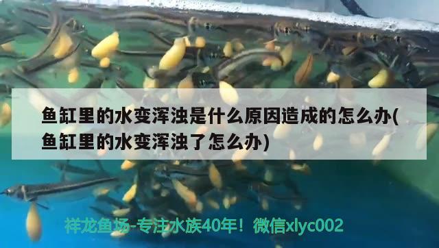 魚缸里的水變渾濁是什么原因造成的怎么辦(魚缸里的水變渾濁了怎么辦)