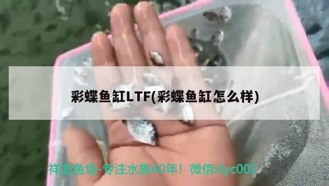 彩蝶魚缸LTF(彩蝶魚缸怎么樣) 祥龍水族護(hù)理水