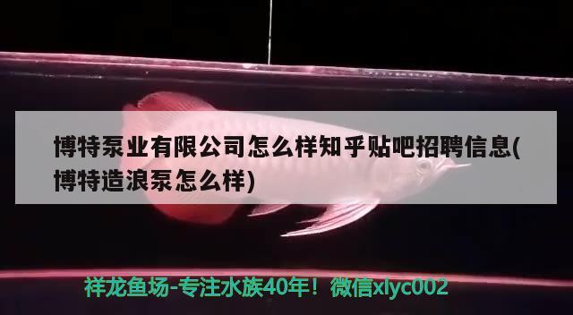 博特泵業(yè)有限公司怎么樣知乎貼吧招聘信息(博特造浪泵怎么樣)