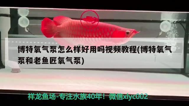 博特氧氣泵怎么樣好用嗎視頻教程(博特氧氣泵和老魚(yú)匠氧氣泵) 博特水族