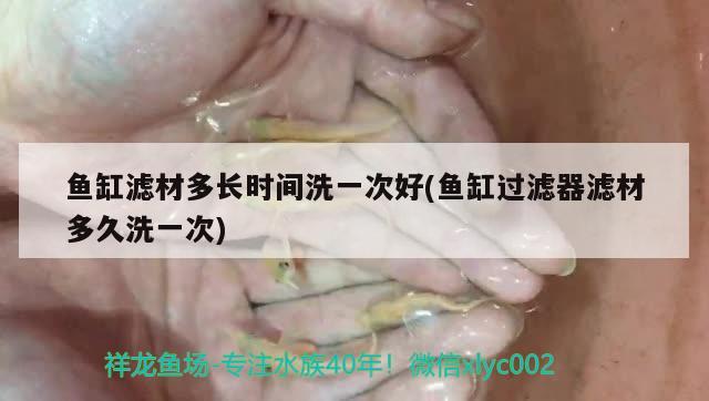 魚缸濾材多長時間洗一次好(魚缸過濾器濾材多久洗一次) 球鯊魚