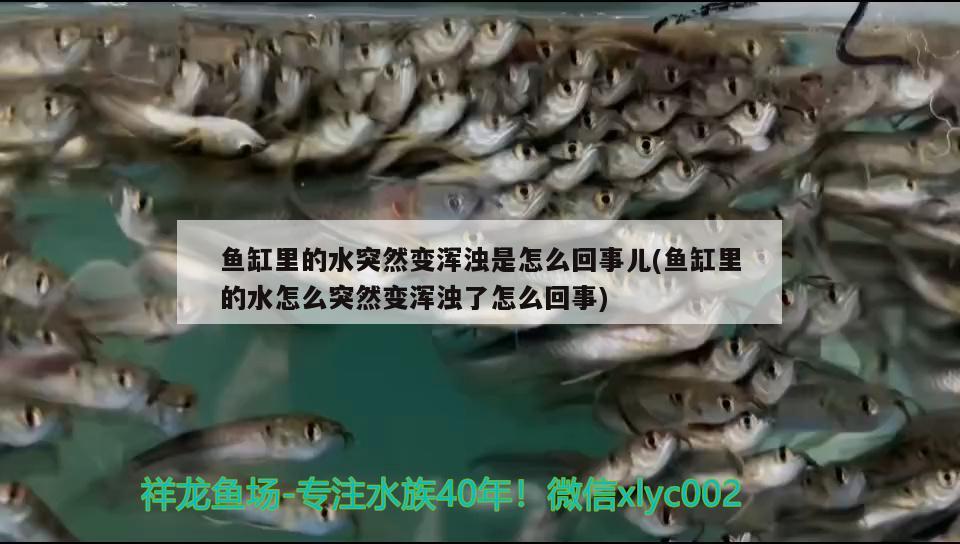 魚(yú)缸里的水突然變渾濁是怎么回事兒(魚(yú)缸里的水怎么突然變渾濁了怎么回事)