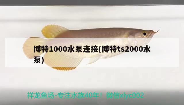 博特1000水泵連接(博特ts2000水泵)