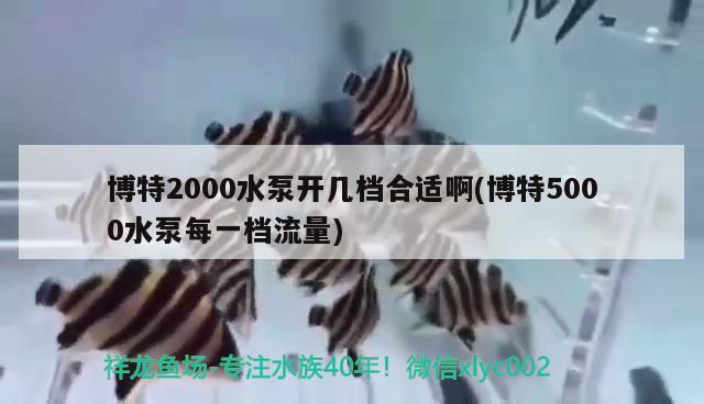 博特2000水泵開幾檔合適啊(博特5000水泵每一檔流量) 博特水族