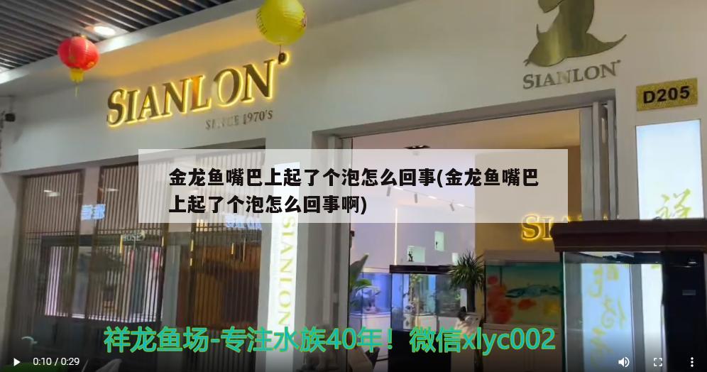 金龍魚嘴巴上起了個泡怎么回事(金龍魚嘴巴上起了個泡怎么回事啊)