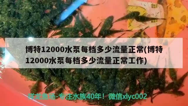 博特12000水泵每檔多少流量正常(博特12000水泵每檔多少流量正常工作) 博特水族