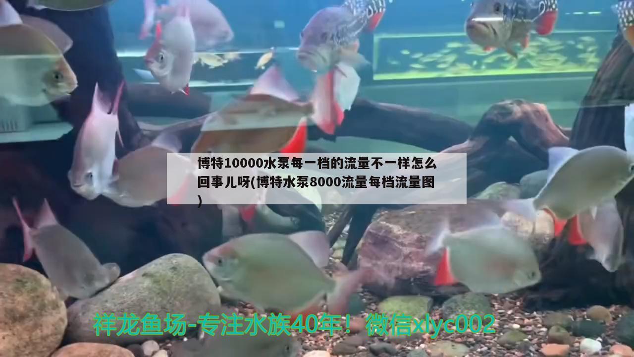 博特10000水泵每一檔的流量不一樣怎么回事兒呀(博特水泵8000流量每檔流量圖) 博特水族