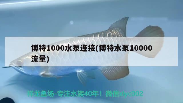 博特1000水泵連接(博特水泵10000流量) 博特水族