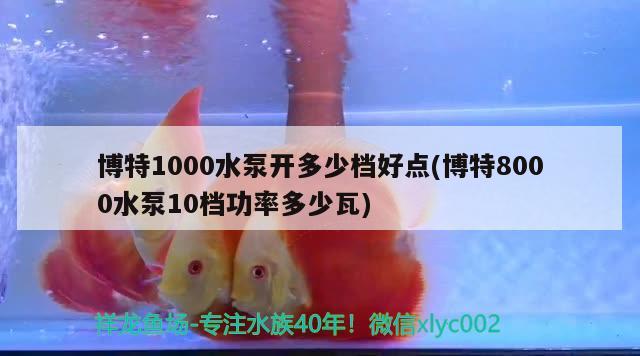 博特1000水泵開多少檔好點(博特8000水泵10檔功率多少瓦) 博特水族