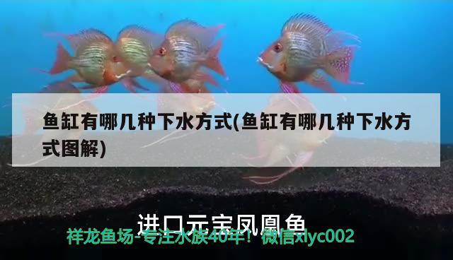 魚缸有哪幾種下水方式(魚缸有哪幾種下水方式圖解) 斯維尼關(guān)刀魚