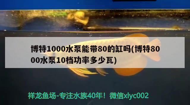 博特1000水泵能帶80的缸嗎(博特8000水泵10檔功率多少瓦)