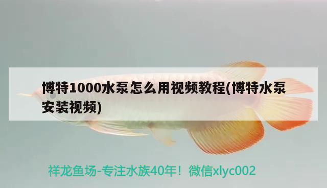 博特1000水泵怎么用視頻教程(博特水泵安裝視頻) 博特水族