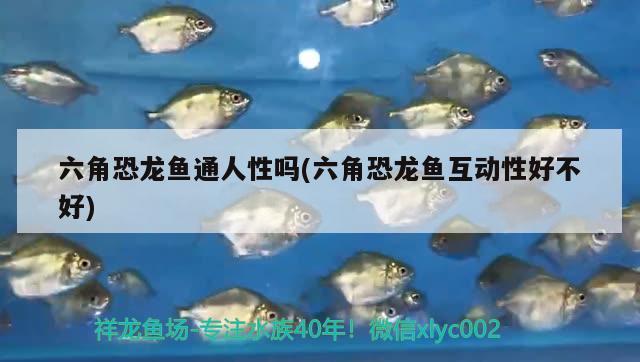 六角恐龍魚通人性嗎(六角恐龍魚互動性好不好) 薩伊藍(lán)魚