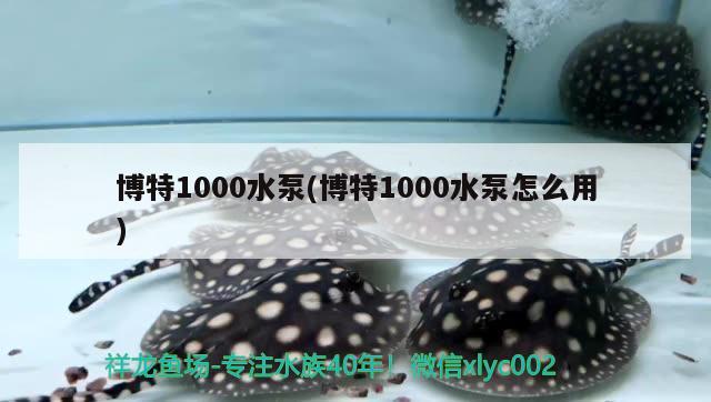 博特1000水泵(博特1000水泵怎么用)