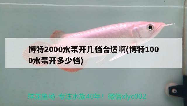 博特2000水泵開(kāi)幾檔合適啊(博特1000水泵開(kāi)多少檔) 博特水族