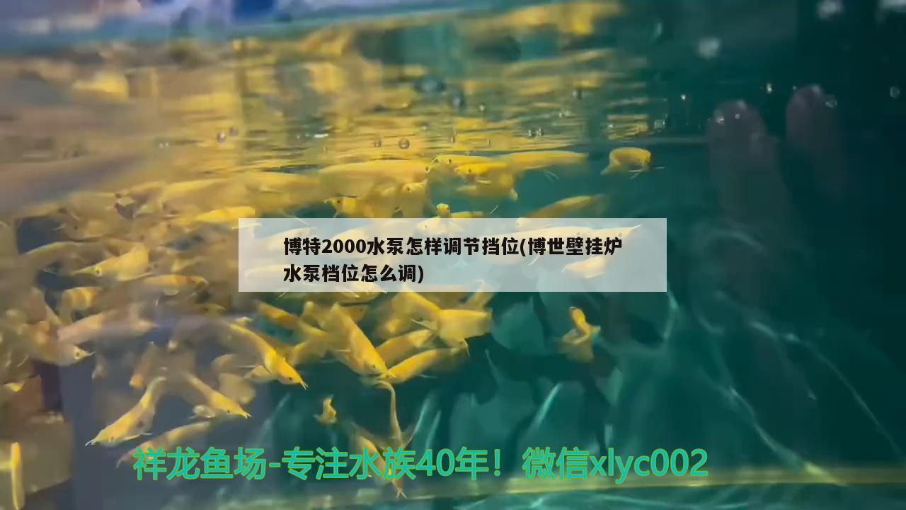 博特2000水泵怎樣調(diào)節(jié)擋位(博世壁掛爐水泵檔位怎么調(diào)) 博特水族