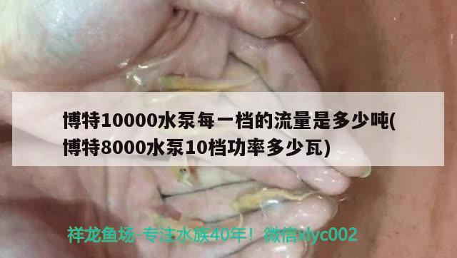 博特10000水泵每一檔的流量是多少噸(博特8000水泵10檔功率多少瓦) 博特水族