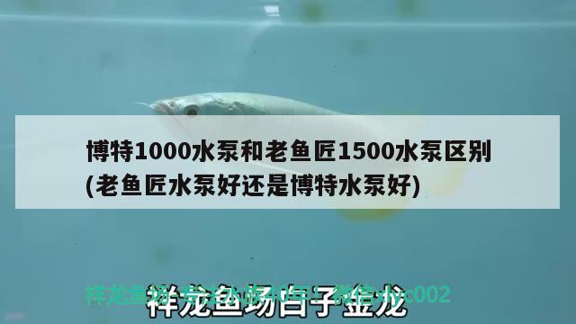 博特1000水泵和老魚(yú)匠1500水泵區(qū)別(老魚(yú)匠水泵好還是博特水泵好)