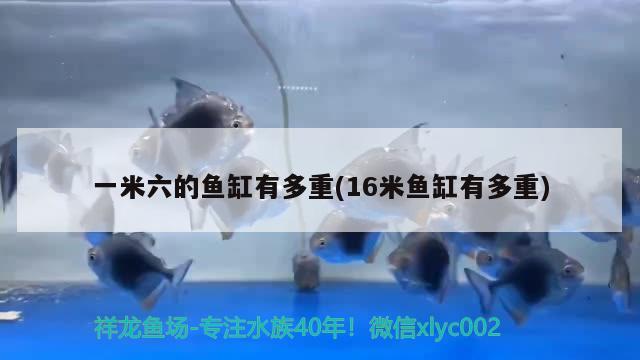 一米六的魚缸有多重(16米魚缸有多重)