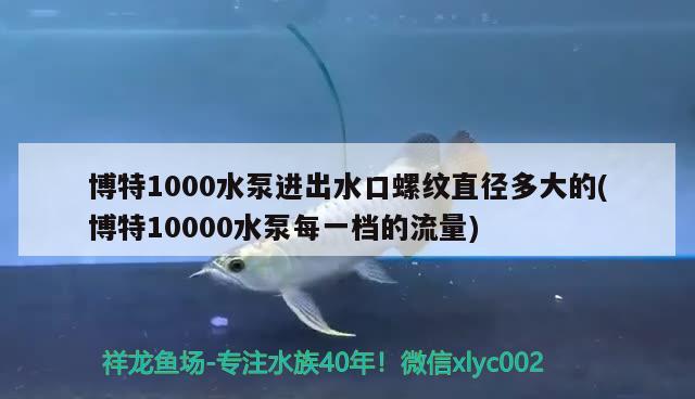 博特1000水泵進(jìn)出水口螺紋直徑多大的(博特10000水泵每一檔的流量)