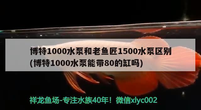 博特1000水泵和老魚(yú)匠1500水泵區(qū)別(博特1000水泵能帶80的缸嗎)