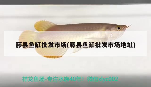 藤縣魚(yú)缸批發(fā)市場(chǎng)(藤縣魚(yú)缸批發(fā)市場(chǎng)地址)