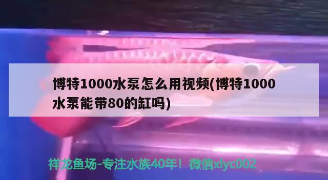 博特1000水泵怎么用視頻(博特1000水泵能帶80的缸嗎) 博特水族