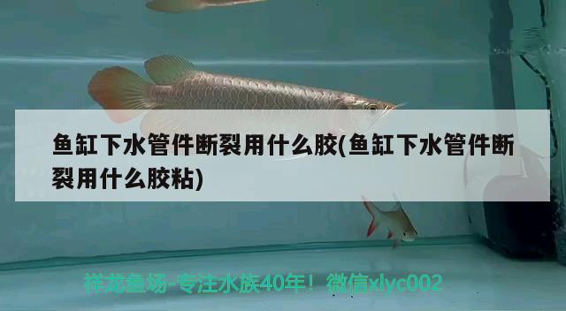 魚缸下水管件斷裂用什么膠(魚缸下水管件斷裂用什么膠粘) 熊貓異形魚L46