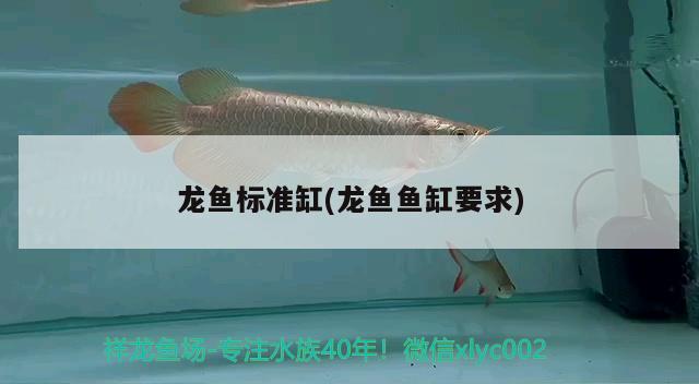 龍魚標準缸(龍魚魚缸要求) 丹頂錦鯉魚