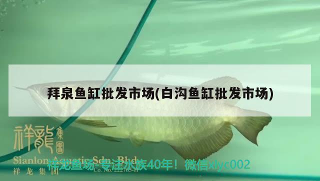 拜泉魚缸批發(fā)市場(chǎng)(白溝魚缸批發(fā)市場(chǎng)) 細(xì)線銀版魚