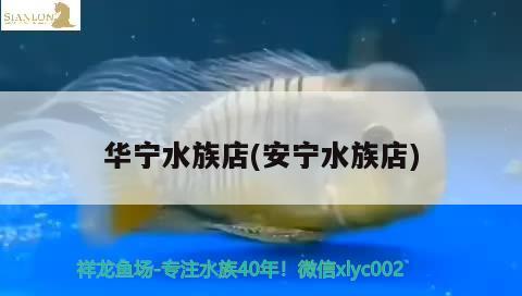 華寧水族店(安寧水族店) 翡翠鳳凰魚