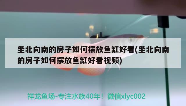 坐北向南的房子如何擺放魚缸好看(坐北向南的房子如何擺放魚缸好看視頻) 狗仔（招財貓)魚苗