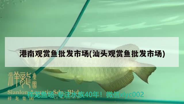 港南觀賞魚批發(fā)市場(chǎng)(汕頭觀賞魚批發(fā)市場(chǎng)) 觀賞魚批發(fā)