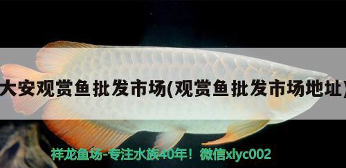 大安觀賞魚批發(fā)市場(chǎng)(觀賞魚批發(fā)市場(chǎng)地址) 觀賞魚批發(fā)