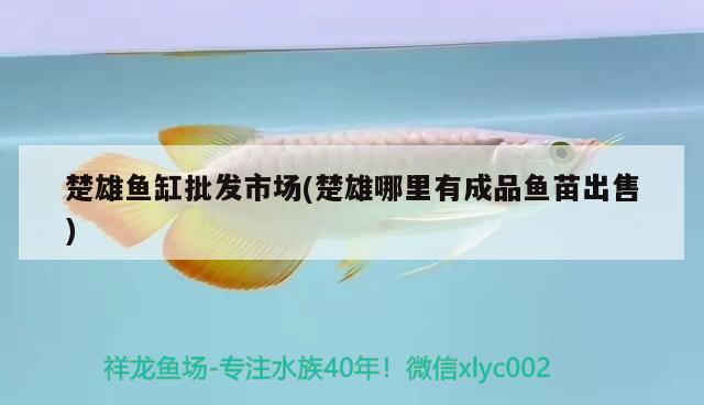 楚雄魚缸批發(fā)市場(chǎng)(楚雄哪里有成品魚苗出售) 廣州觀賞魚魚苗批發(fā)市場(chǎng)